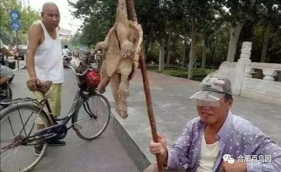 科普动物知识类短视频,龟鳖科普