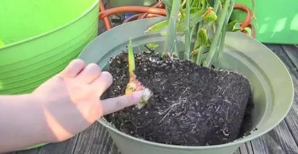 生姜的盆栽方法,生姜盆栽最佳时间