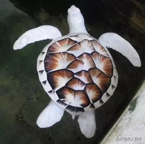 致命的60种动物,这100种动物你都认识吗