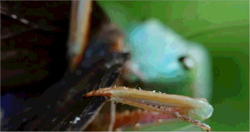 动物侠记：双刀客螳螂，双刀斗遍武林豪杰，却是个怕老婆的主