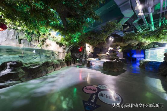 海洋公园特价35元起,快来唤醒来自世界各地的海洋居民吧!