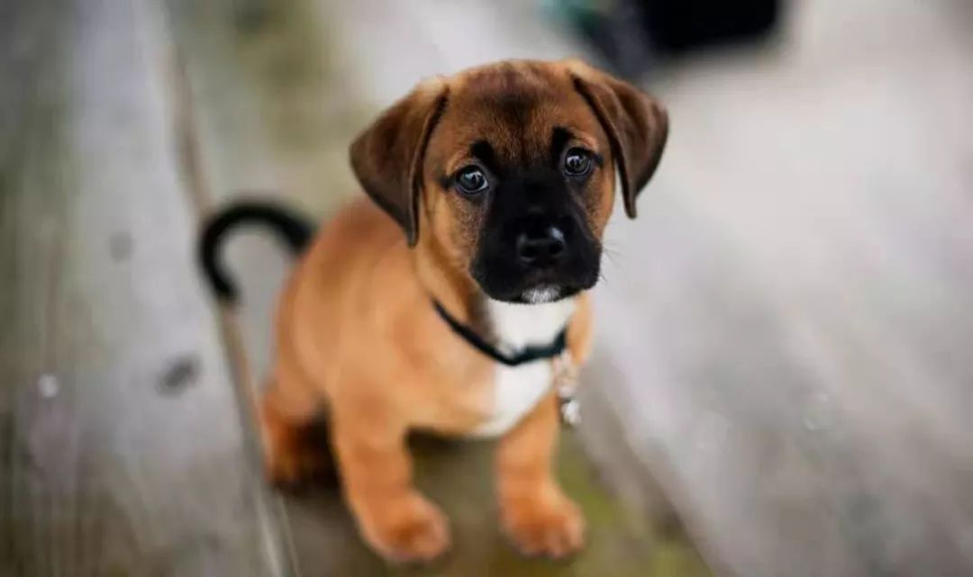 狗狗呕吐拉稀怎么解决,狗狗拉稀和呕吐吐的是狗粮怎么办