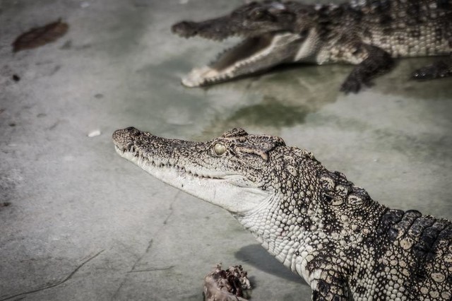 鳄鱼养殖利润高，想赚钱的过来学，附带养殖前景