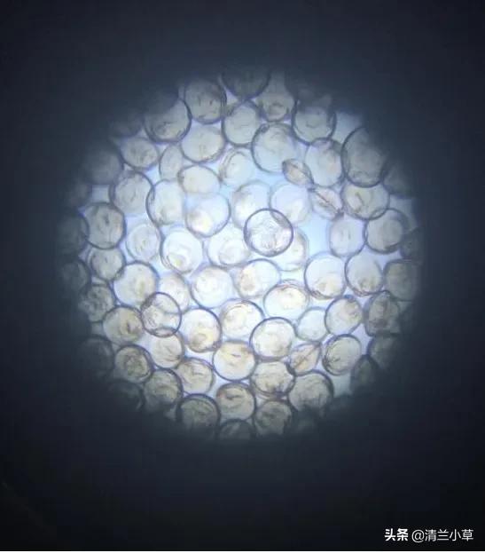 珍珠的知识图片大全,珍珠最全知识