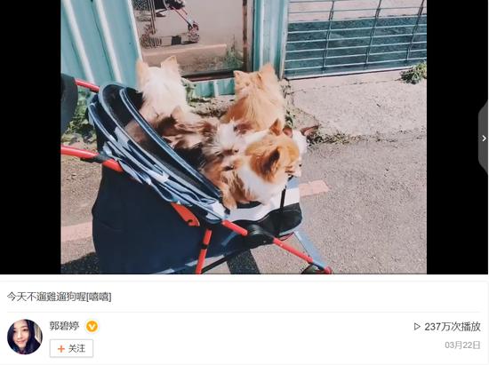 郭碧婷再被疑怀孕,郭碧婷孕期微博