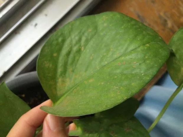 扦插的绿萝为什么黄叶烂根,水培绿萝出现黄叶烂叶问题