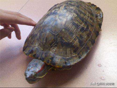 巴西龟容易养还是难养,巴西龟为什么不推荐新手养