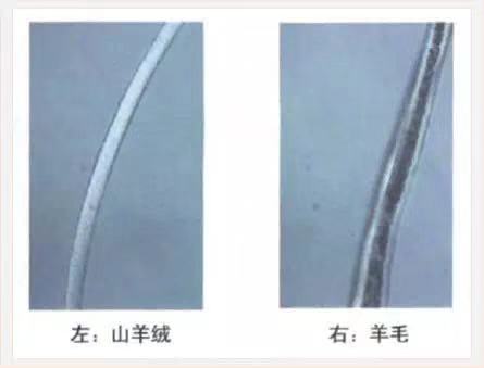 克什米尔羊毛跟羊绒的区别,100支高支羊毛和羊绒的区别