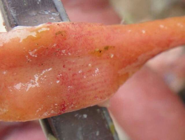 鸭病防治视频大全,鸭禽霍乱的最佳防治方法