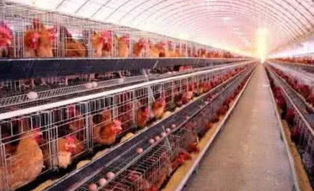 鸡下软蛋是什么病吃什么药,鸡子下软壳蛋吃什么药能解决