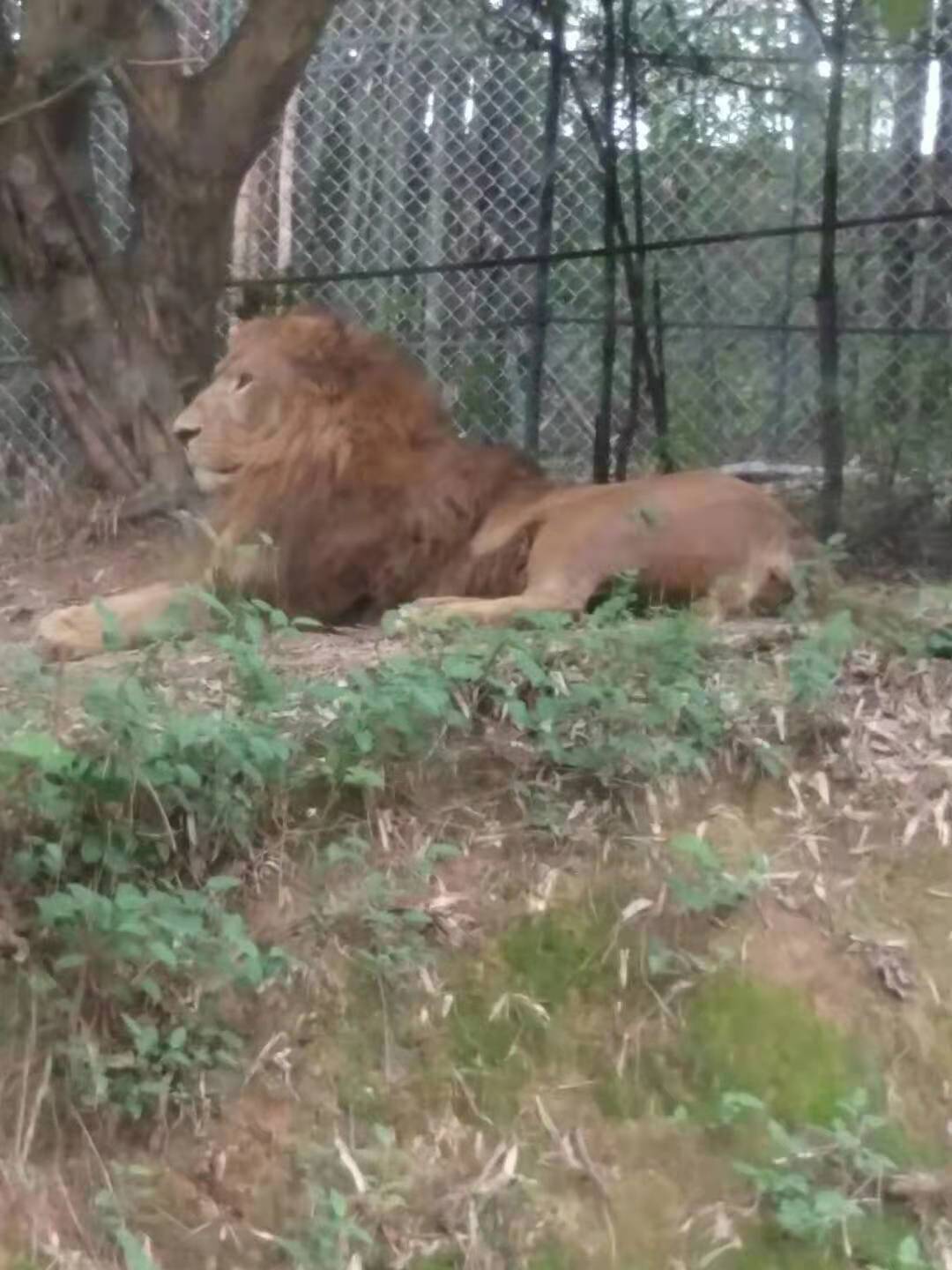 带着孩子在永川野生动物园一日游,重庆永川野生动物园攻略