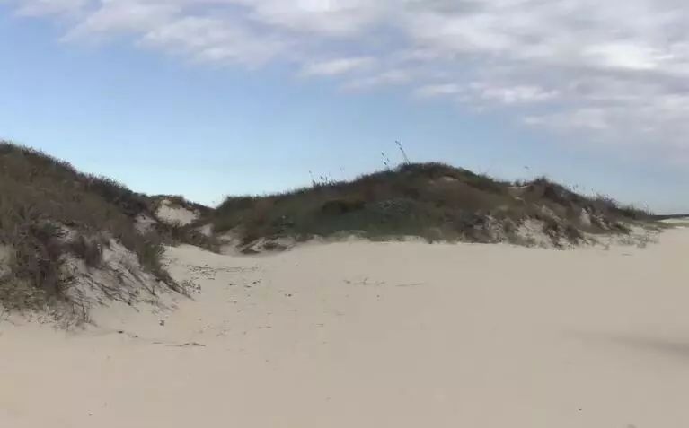 仙人掌在沙漠里是怎么生存下来的,在沙漠怎么才能活下来