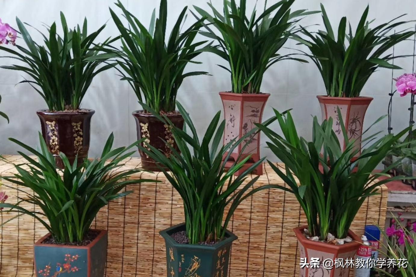 10种春节必选花卉,最受欢迎的十大年宵花