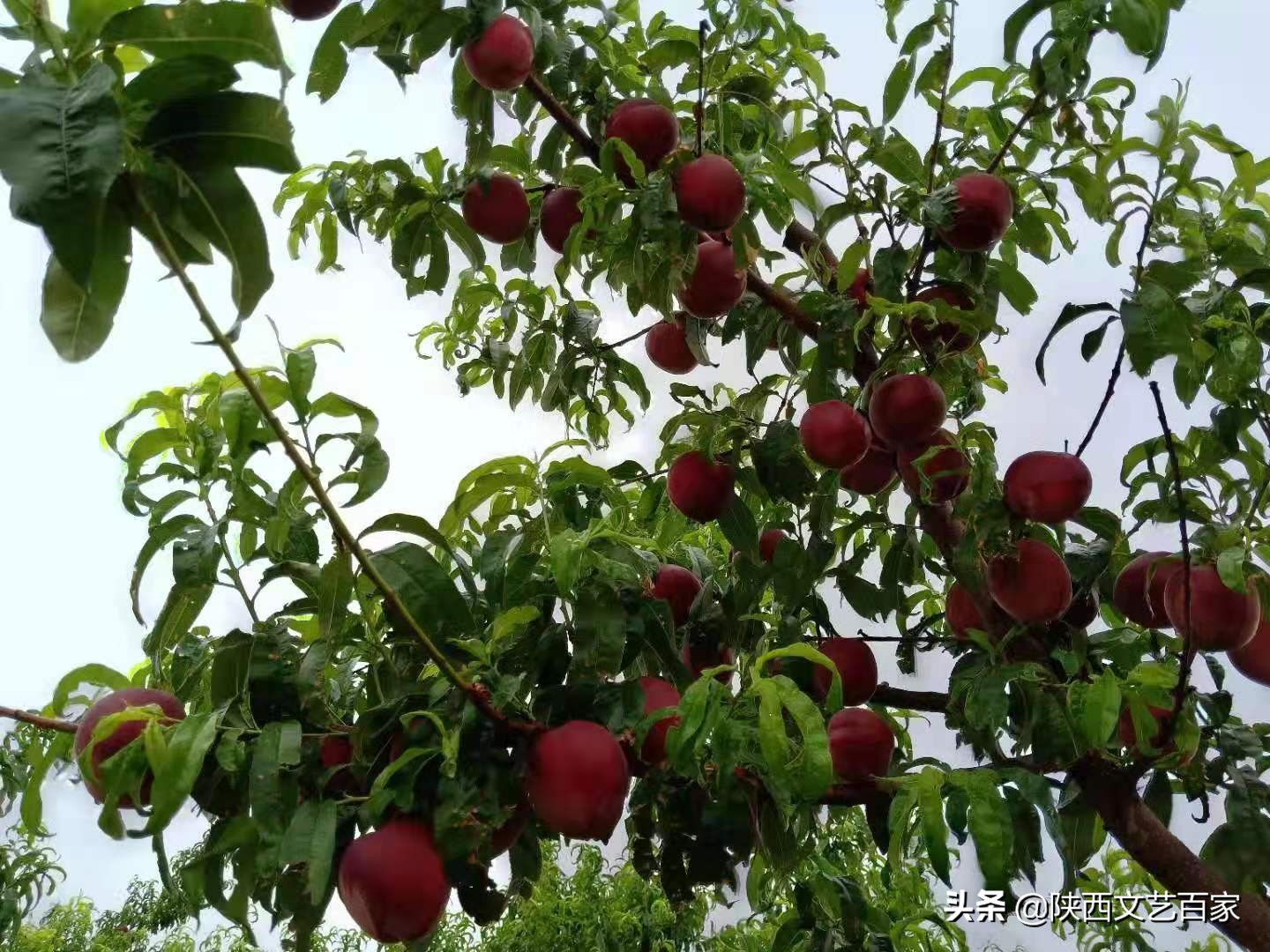 高标准农田土壤改良方法,李宝智三农在线直播