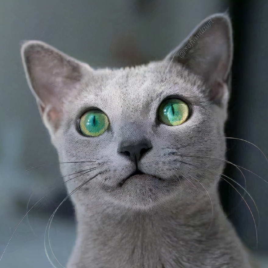 最懂事的猫,猫懂事