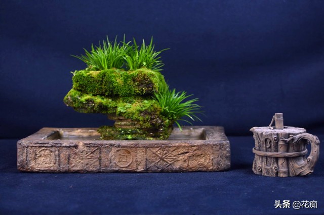 上水石上面栽什么植物好看,上水石上的绿植挡住了好吗