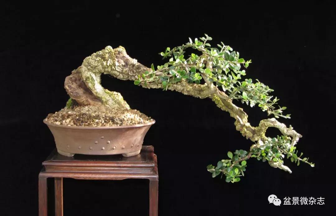 回旋飘枝盆景,飘枝临水盆景