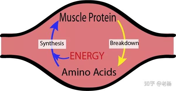 健身吃纯蛋粉可以么,健身要吃很多鸡蛋清