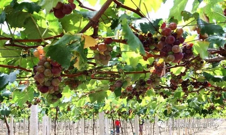 南昌现代庄园别墅,滨江庄园南昌