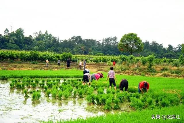 蒲江乡村风光,四川十大贫困县蒲江
