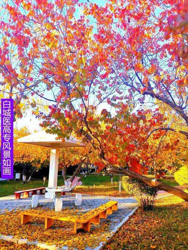 创新管理模式提升社区服务水平,创新管理提高效能