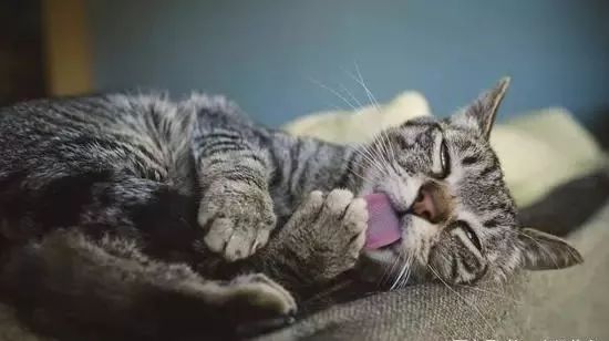 幼猫骨折了能自愈吗,猫咪骨折怎么办