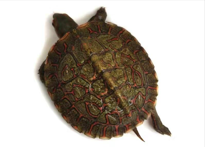 深水龟选什么龟好,如何选龟养龟