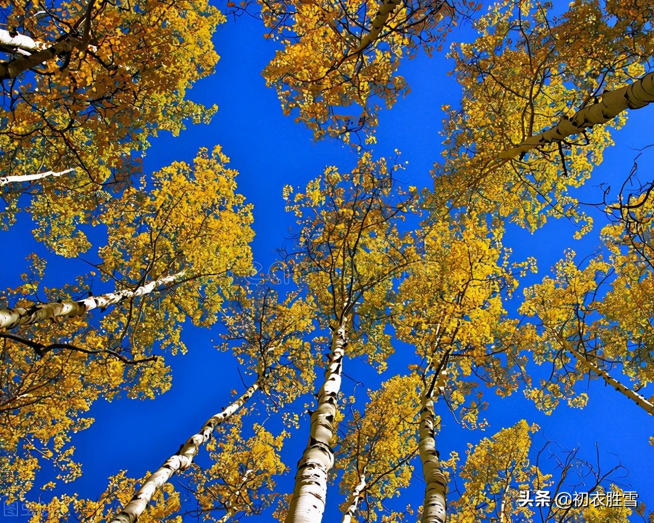 冬日说白杨,白杨古诗五首,听听那古诗里的白杨萧萧
