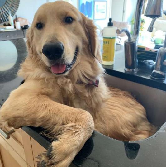 金毛身上很臭怎么办,金毛身上很臭怎么处理