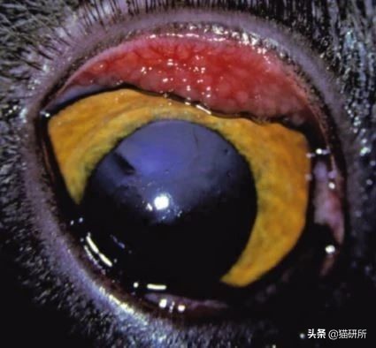 猫咪眼睛突然出分泌物还伴有干呕,猫咪眼睛分泌物突然增多怎么回事