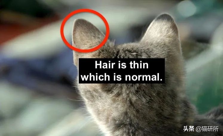 猫咪耳螨怎么治疗才能彻底好,耳螨猫咪用什么药猫咪老是乱动