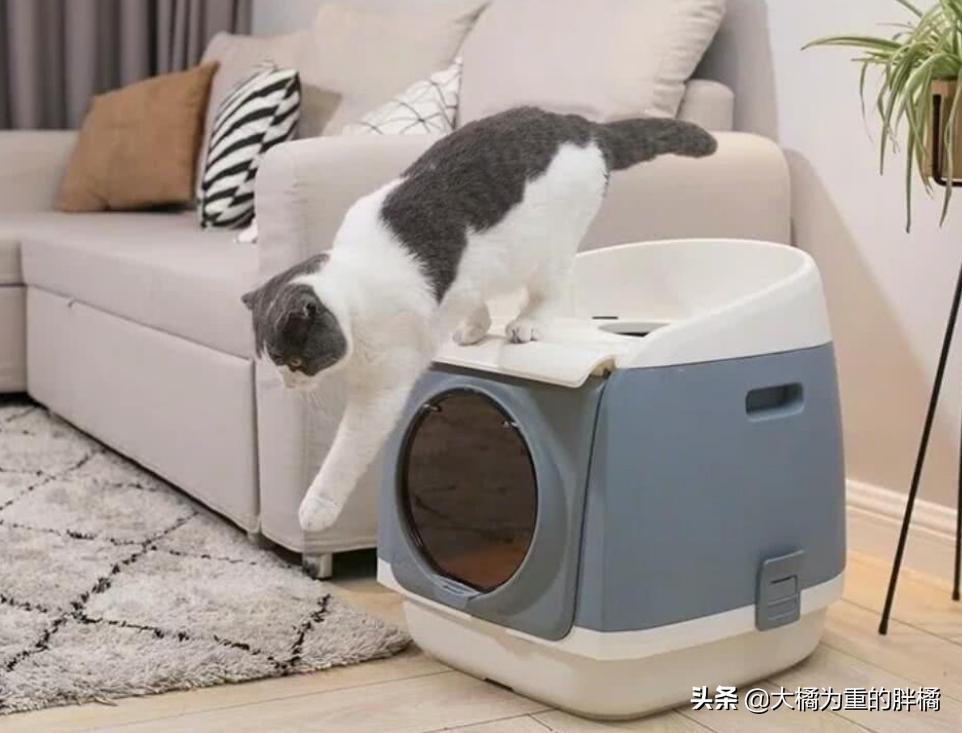 主人清理猫砂盆时,猫咪为什么喜欢在旁边看着?原来有这6个原因