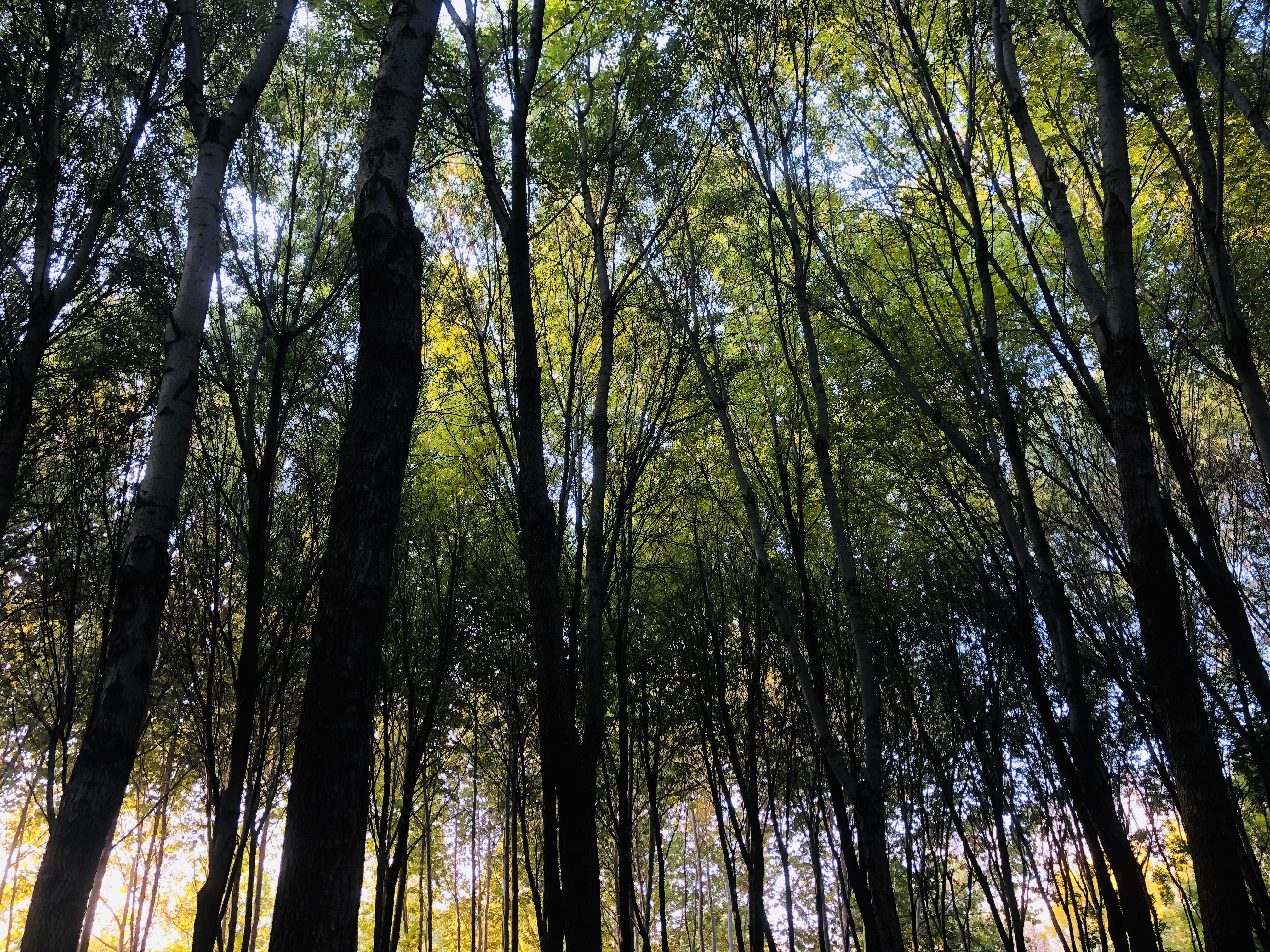 济南森林公园夏荷之美,雨后的济南森林公园美景让人陶醉