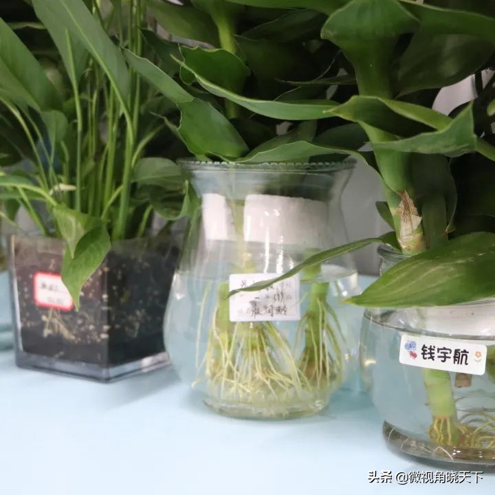 信阳市羊山外国语学区,羊山外国语小学信阳