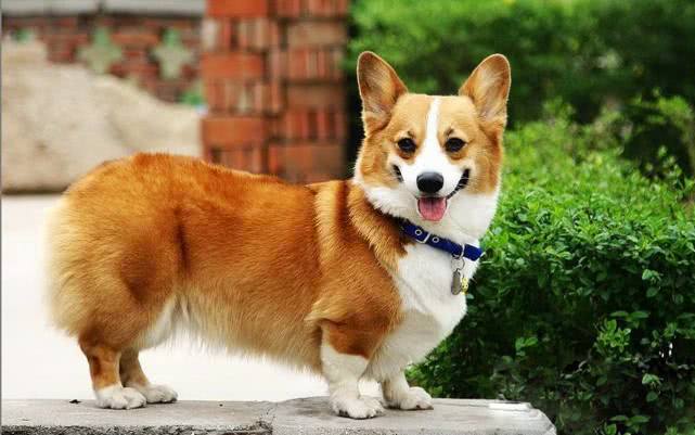 断尾对狗性格有多大影响,犬断尾方法