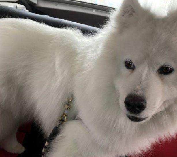 养五只萨摩耶是什么体验,养了一只萨摩耶是什么体验