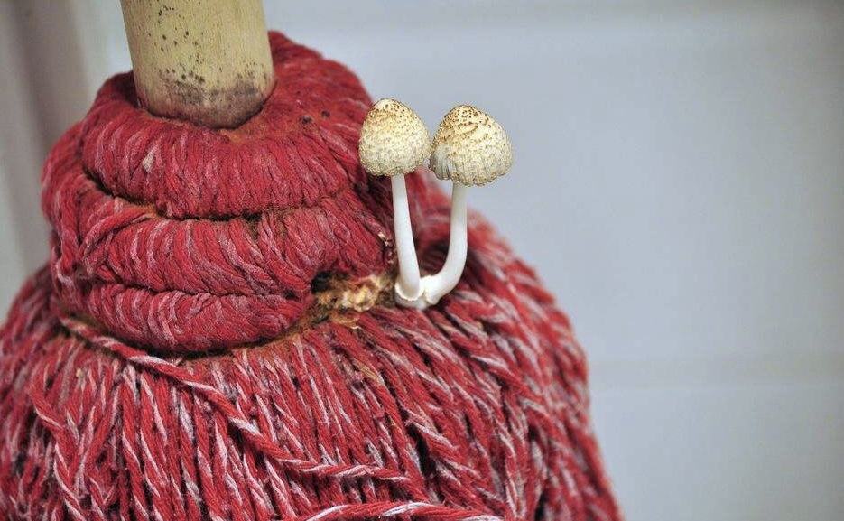 拖地为什么有一股腥味,拖地总是有一种腥味是瓷砖问题吗