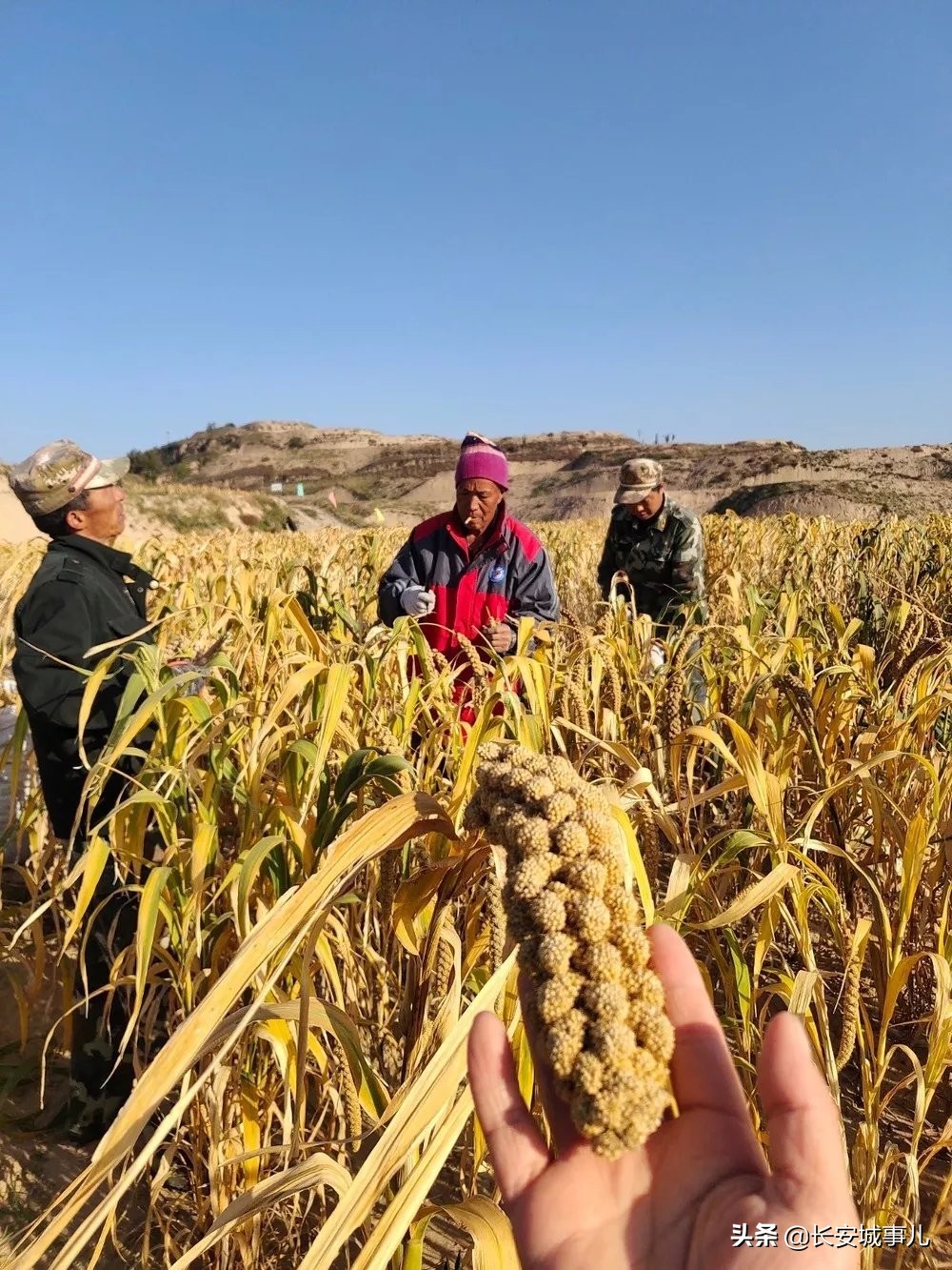 那年愿,那年愿产品介绍