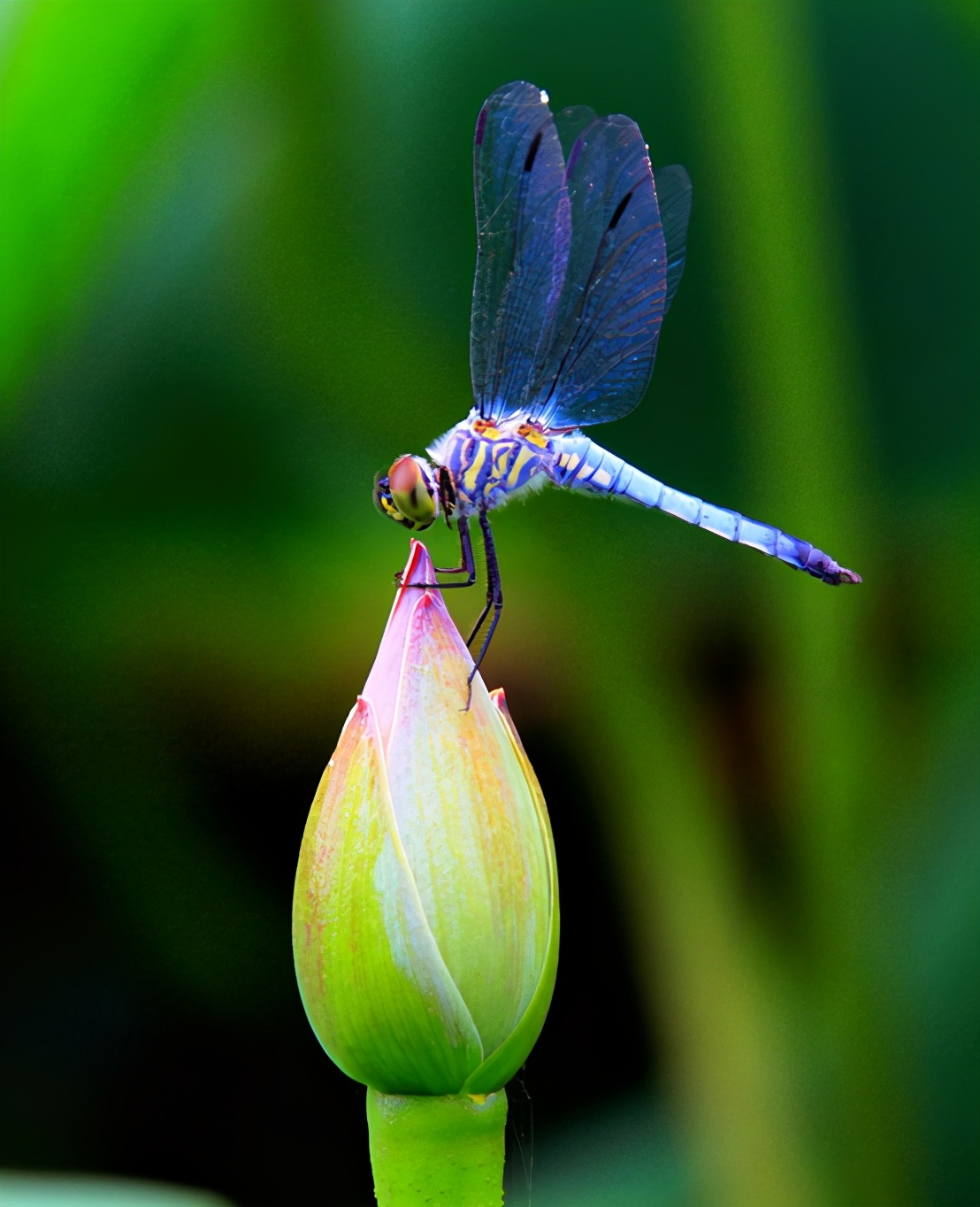 医生细数包皮过长和包茎的危害,包皮过长与包茎的小常识
