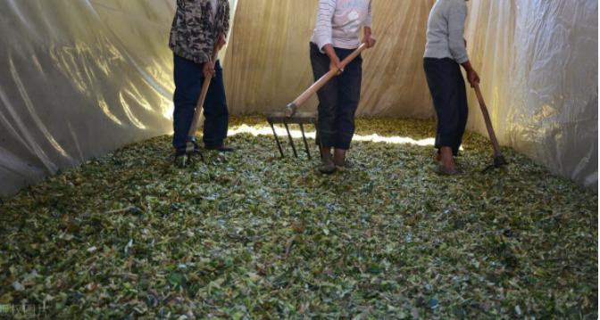 青贮玉米秸秆如何喂养牛羊视频,养牛玉米秆青贮需要添加什么原料