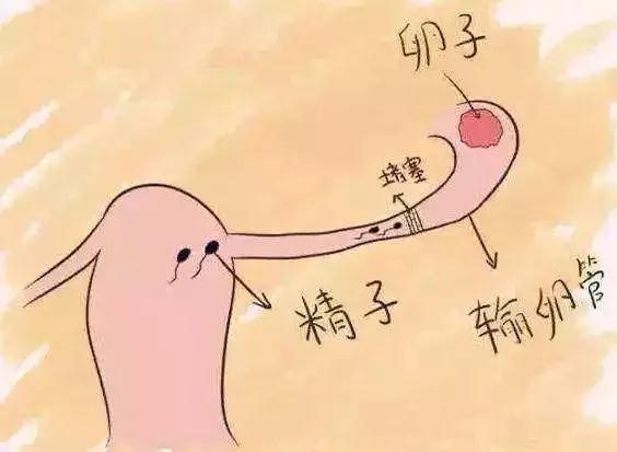 不孕不育不能生孩子,不孕不育怎么判断自己不能生孩子