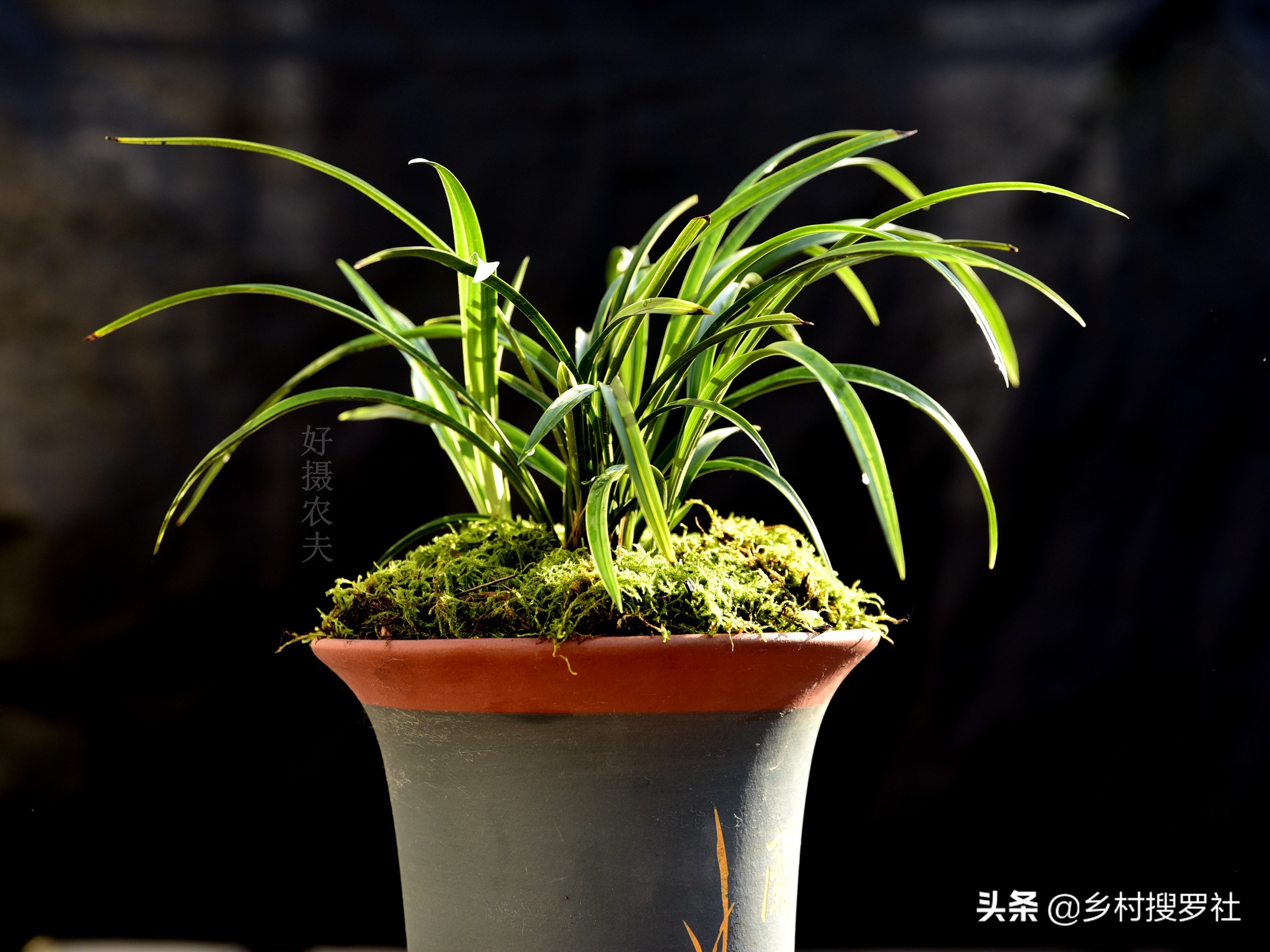 兰花最实用的肥料君子兰,兰花常用肥料有哪些