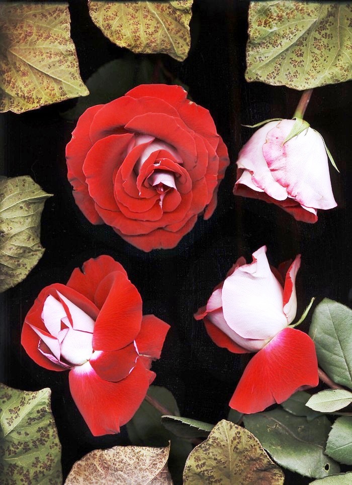 金句励志正能量人生语录大全,激励人心的句子正能量经典语录