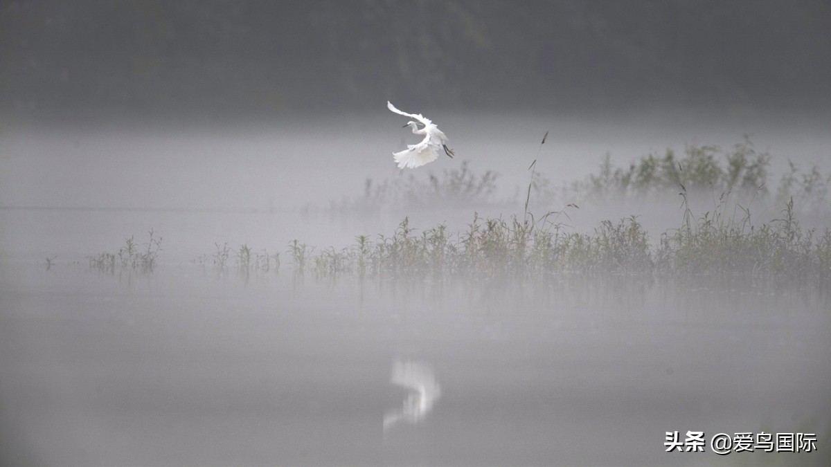 极简鸟类摄影欣赏,2019鸟类摄影作品欣赏