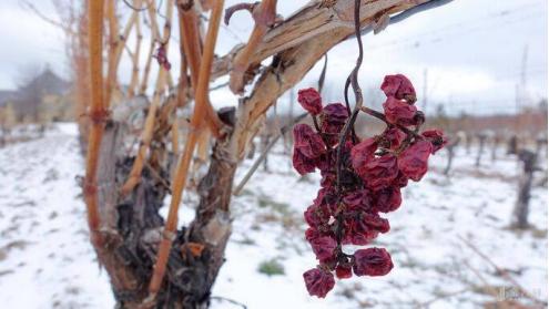 加拿大冰酒会醉吗,加拿大冰酒应该怎么喝