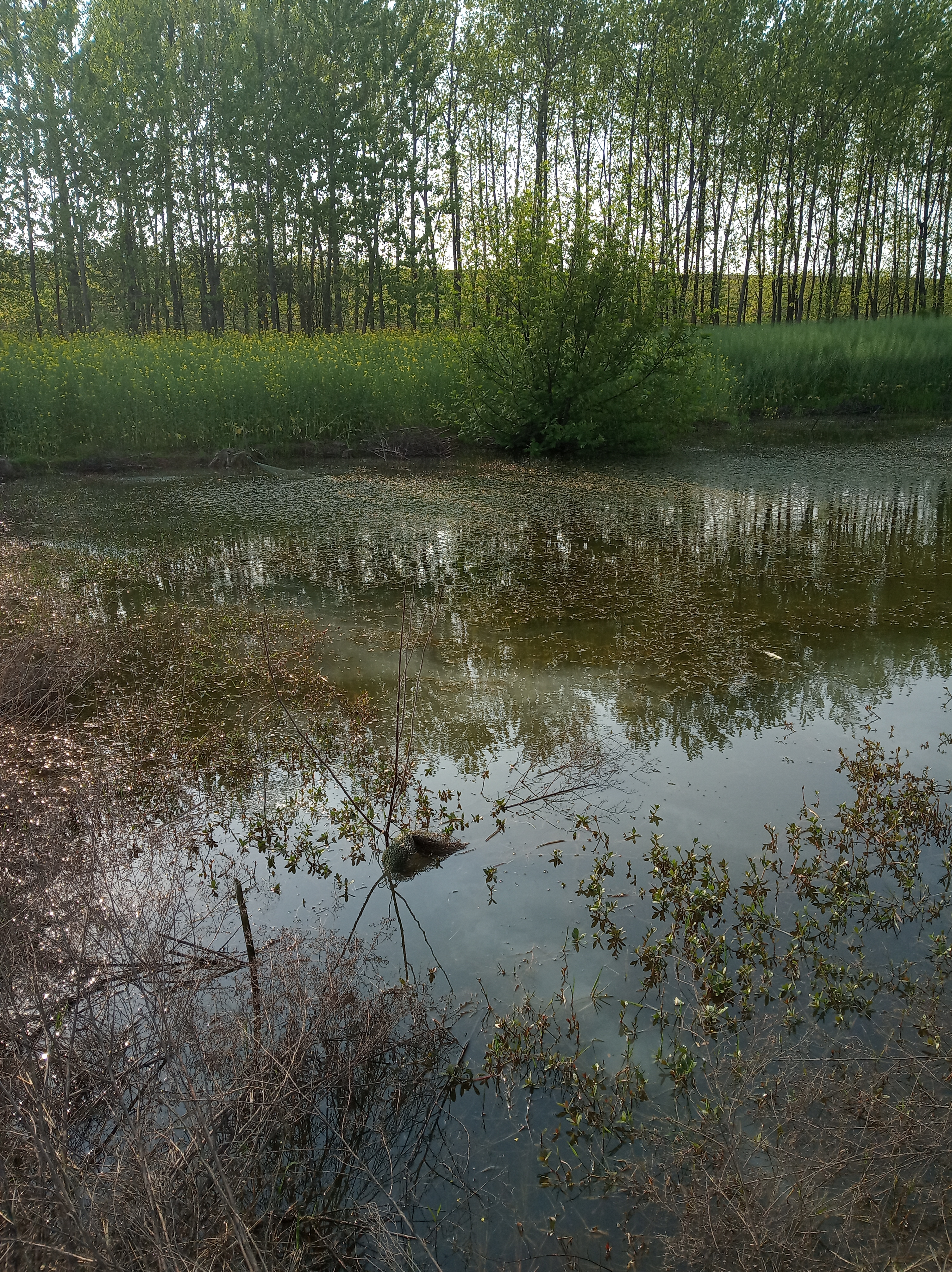 为什么池塘里的鱼不需要打氧,鱼塘养什么鱼不用打氧气