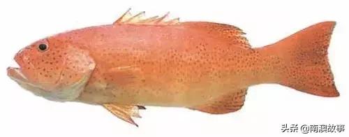 潮汕热销海鲜品种,潮汕常见的海鲜大全