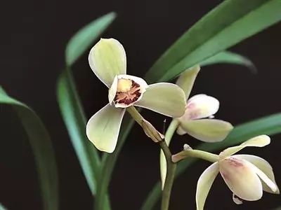 兰花常见病虫害的防治与分享,兰花的病虫害怎么处理最好