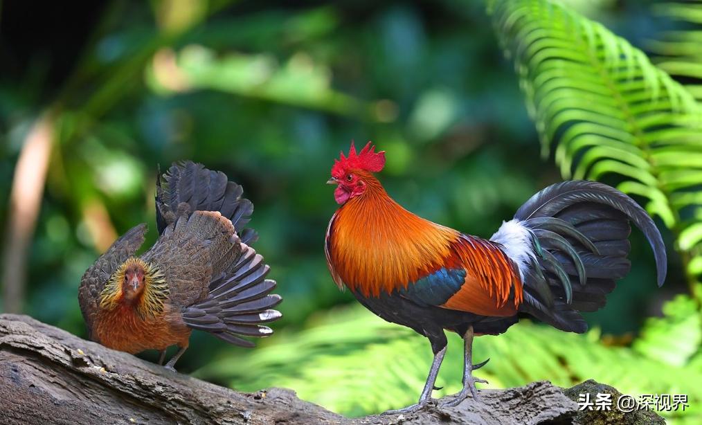 野鸡为什么泛滥成灾,野鸡泛滥成灾为什么还是保护动物