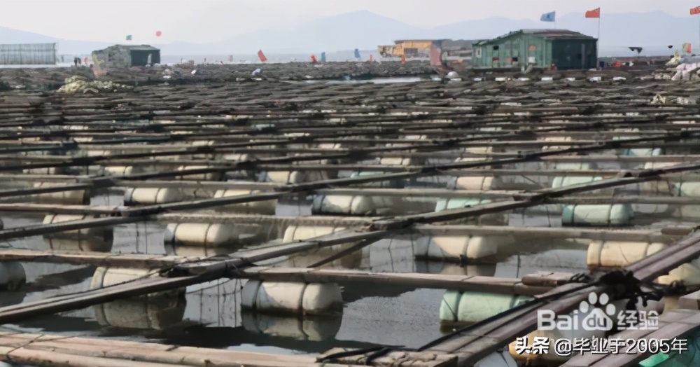 从客观角度说说海参,客观的角度说一说海参